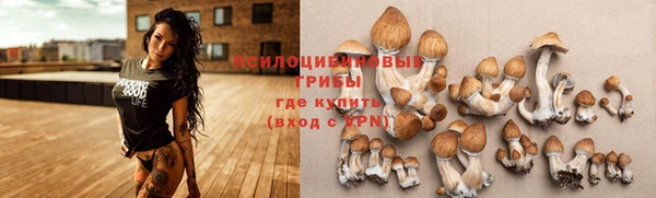 шишки Беломорск